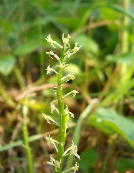 Chamorchis alpina, Malaxis monophyllos e altro...